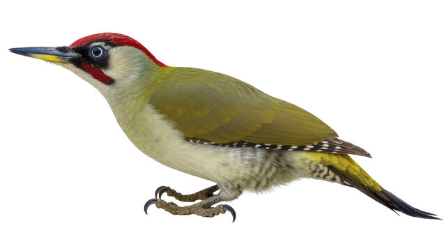 Green woodpecker with red cap and black eye stripe
