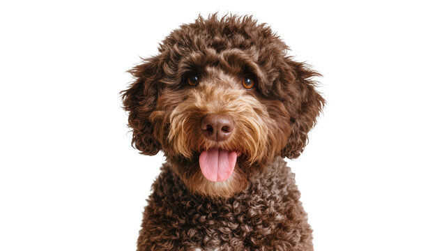 Brown curly haired dog with tongue out