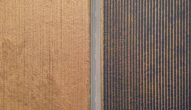Aerial view of blooming lavender fields adjacent to a golden wheat field separated by a straight road in Valensole, Provence-Alpes-Cote d'Azur, France.