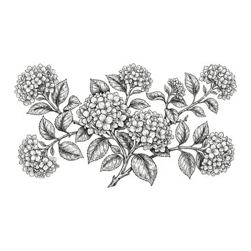 Elegant black and white line art of cascading hydrangea branches, perfect for botanical