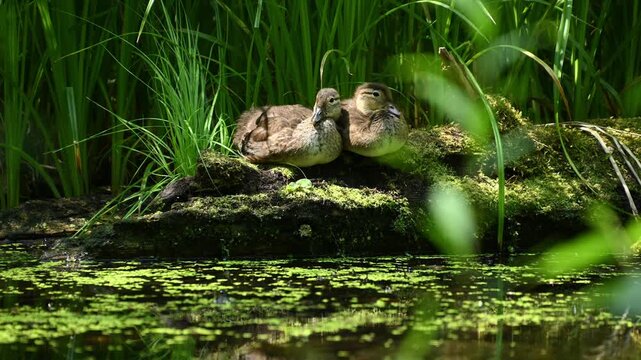 Ducklings resting on mossy pond bank among tall reeds. mandarin duck, Aix galericulata
