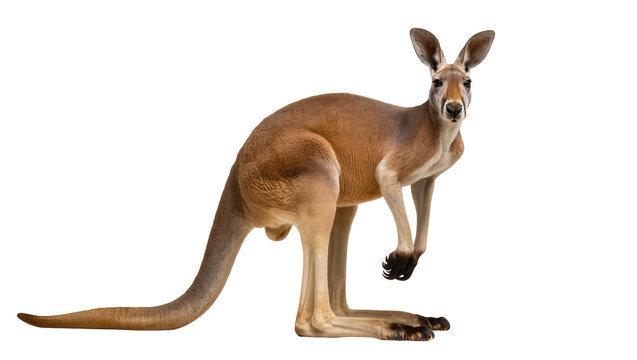 Red kangaroo standing on white
