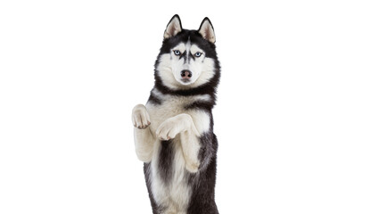 Siberian Husky dog standing on hind legs with paws up © Alaric