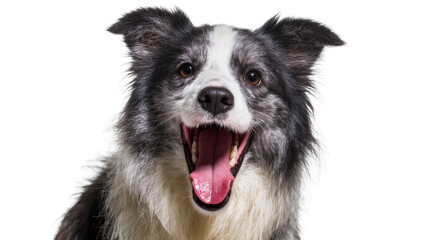 Border Collie dog panting with open mouth and pink tongue © Alaric