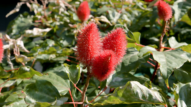 Close-Up of Achiote (Bixa orellana) Plant with Mature Seed Pods, Also Known as Annatto and Lipstick Tree