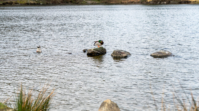A mallard, with its distinctive shiny green head and orange feet, is resting on a rock in the water, whilst a bird dives into the water in the background