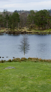 Tarn Hows lake in the Lake District, UK. The lake is surrounded by wooded slopes. Tree in the water