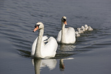 Fototapeta premium Mute swans with cygnets