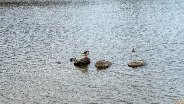 A mallard, with its distinctive shiny green head and orange feet, is resting on a rock in the water, whilst a bird dives into the water in the background