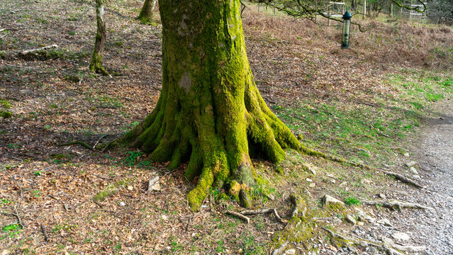 The tree&rsquo;s roots are completely covered in green moss. Close-up of the tree&rsquo;s bark, completely covered in moss