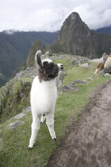 Fototapeta premium Young Llama at Machu Picchu