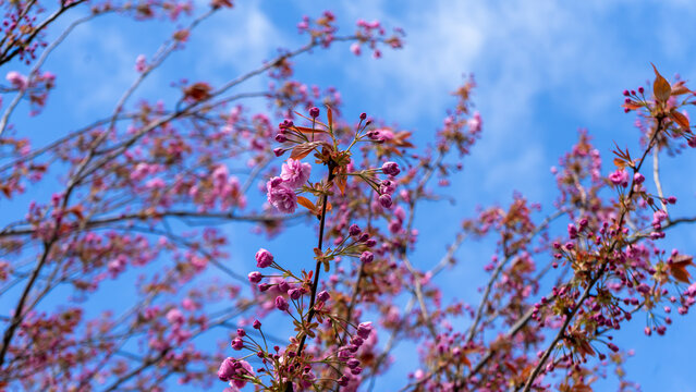 Pink cherry blossoms. Cherry branches with pink blossoms against a blue sky, Prunus Hokusai