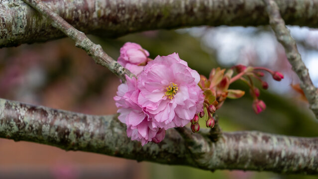 Prunus Hokusai, pink cherry blossom. A close-up of a pink flower on a tree branch