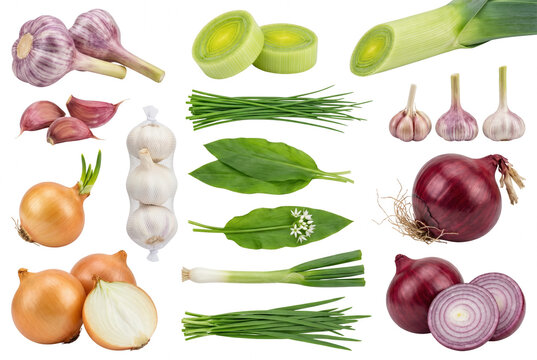 Collection of various onion garlic and leek varieties