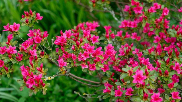 Flowering azalea shrubs. Close-up of shrubs with bright flowers blooming in shades of pink, red, white or purple