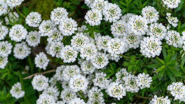 Iberis evergreen, perennial ground-covering shrub. The shrub features dense clusters of small, bright white flowers that bloom in spring