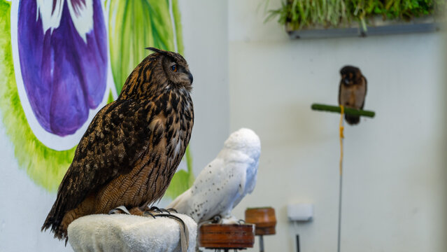 A great horned owl is perched next to a barn owl, facing a wall painted with a flower