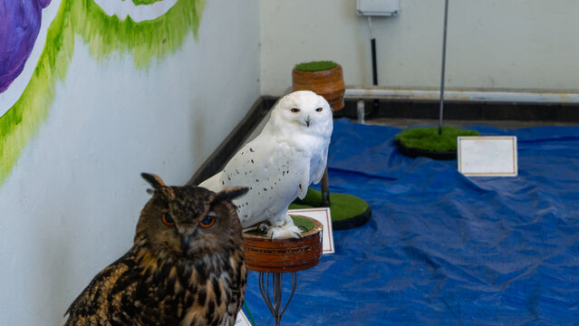 A white owl and a tawny owl are sitting side by side, looking at the camera