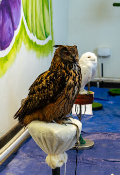 A great horned owl is perched next to a barn owl, facing a wall painted with a flower