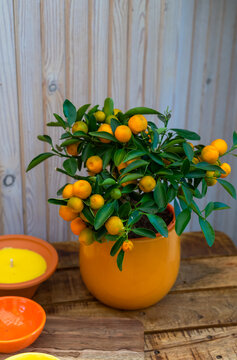 A potted mandarin plant or tree on a wooden surface against a wooden wall made of planks