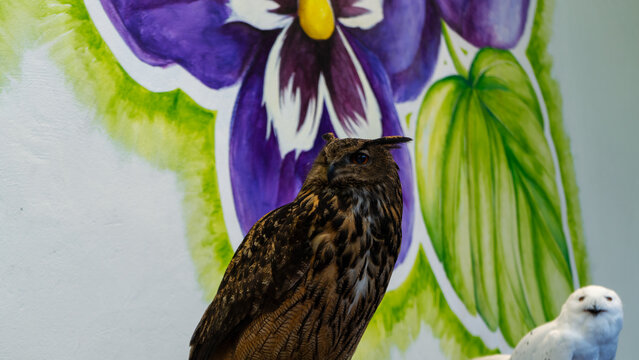 A great horned owl is perched next to a barn owl, facing a wall painted with a flower