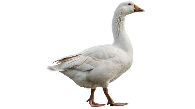Live domestic white goose waterfowl poultry bird standing isolated on a transparent background