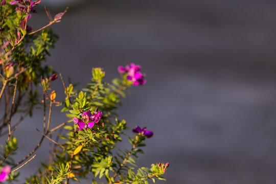 Purple milkwort flowers blooming in a coastal garden in Montenegro.