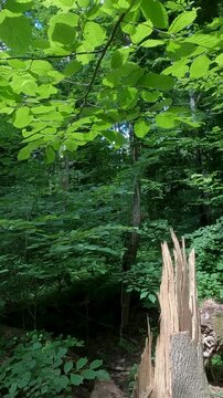 green leaves on a tree. green forest in the morning. summer forest landscape. walk in a fresh forest on a summer day. green leaves of trees against the sky in the forest. Ukrainian landscape 4K