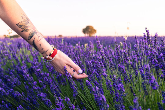 Tattooed Hand in Lavender
