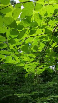 green leaves on a tree. green forest in the morning. summer forest landscape. walk in a fresh forest on a summer day. green leaves of trees against the sky in the forest. Ukrainian landscape 4K