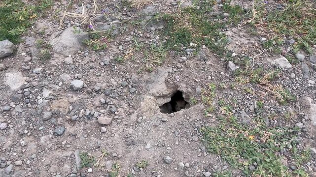 Close-up shot of a curious Anatolian ground squirrel (Spermophilus xanthoprymnus) looking out from its burrow hole, making eye contact with the camera in a natural steppe habitat