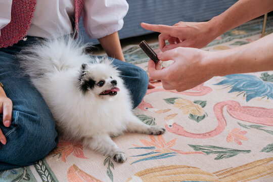 Small Dog Training Moment on Colorful Patterned Rug