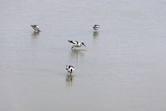 Baignade des avocettes