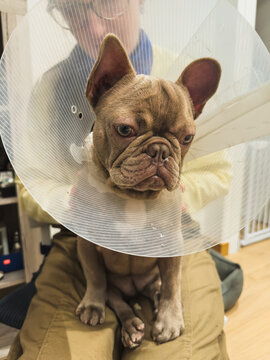 French Bulldog with Elizabethan Collar