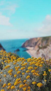 Yellow helichrysum flowers growing on coastal cliffs