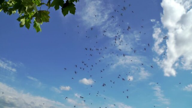 M&uuml;ckenschwarm mit kleinen M&uuml;cken im Sommer - Blauer Himmel