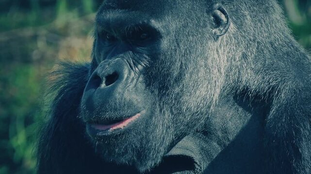 Male Gorilla Eating Looks Up At Camera