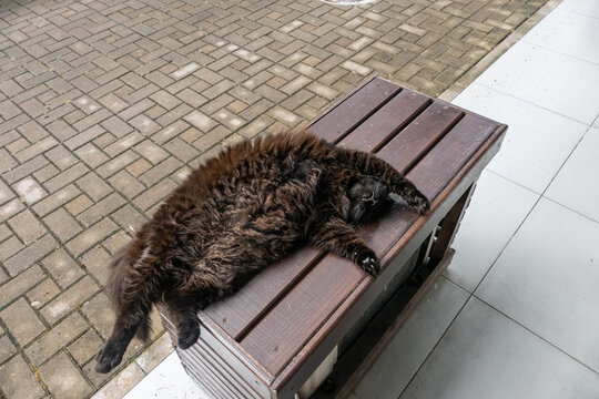 Black cat