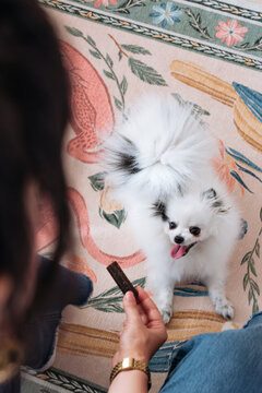 Playful Pomeranian Waiting for a Treat