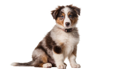 Fototapeta premium Australian Shepherd puppy with blue eyes sitting
