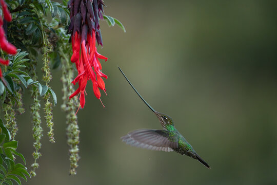 Sword billed hummingbird feeding