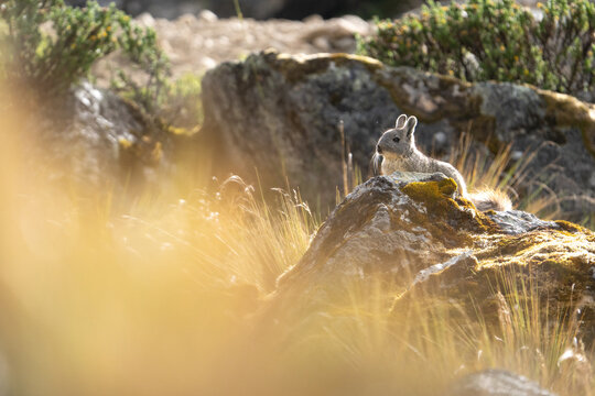  Mountain viscacha in the Peruvian andes