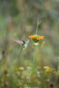 Sword billed hummingbird feeding