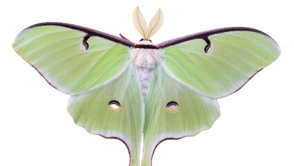 Pale green Luna moth with large wings and feathery antennae © Peregrine