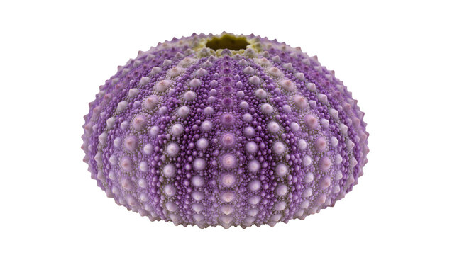 Purple sea urchin shell with textured spines and tubercles
