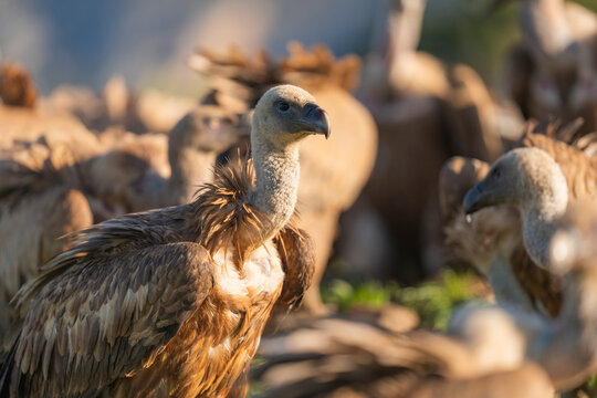 Flock Of Griffon Vultures On A Mountain Near The Pyrenees  