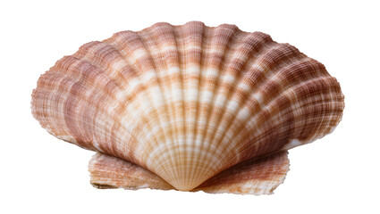 Scallop seashell with radiating ribs and brown and white stripes © Peregrine