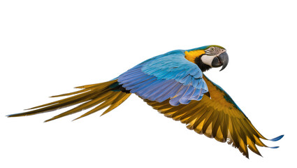 Blue and yellow macaw parrot flying with wings spread © Peregrine