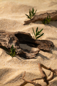 Tiny green sprouts emerge from weathered driftwood on sand