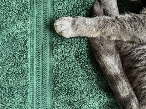cat on bath towel